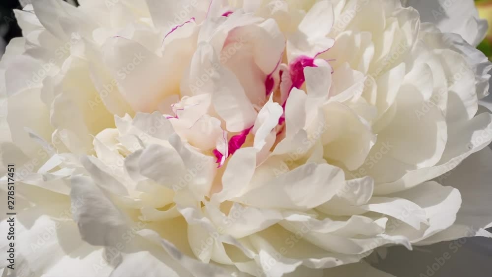 White peonies grow in the garden. White peonies grow in the garden.