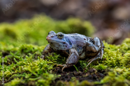 фотографія Moor frog - Rana arvalis