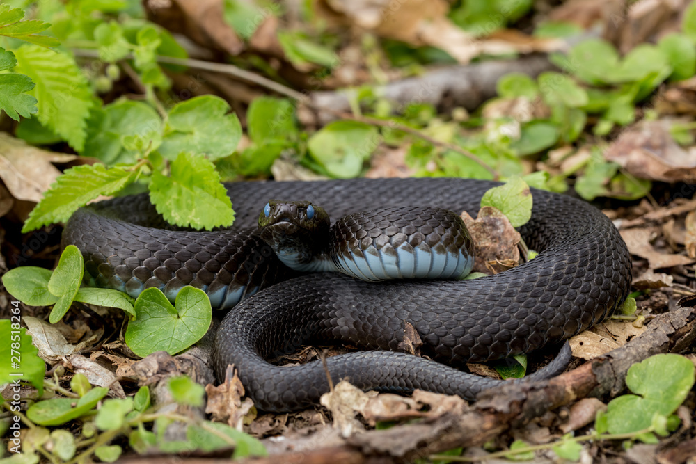 Obraz premium Vipera berus