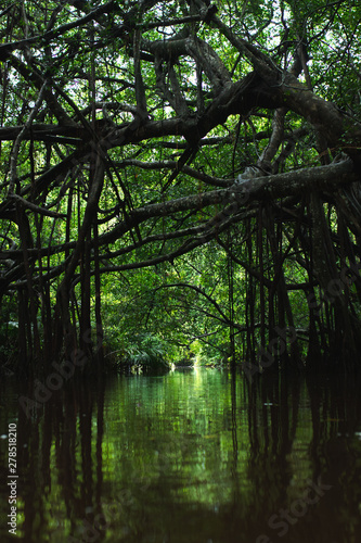 Jungle of Thailand.