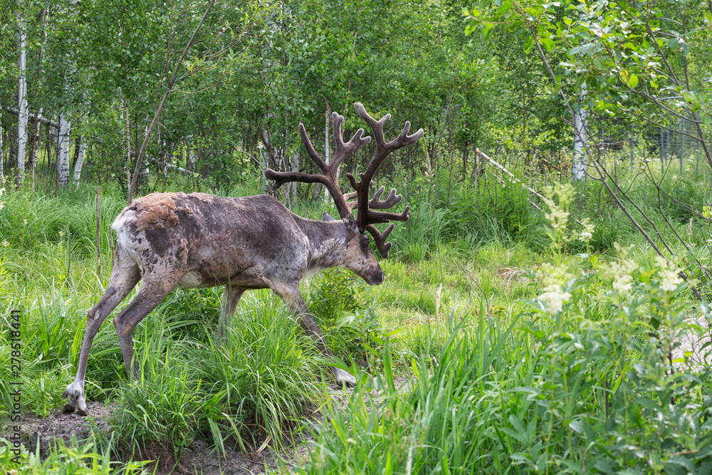 Young buck of northern forest deer Young buck of northern forest deer