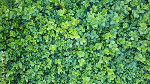 Natural background. Buxus, box or boxwood with evergreen leaves