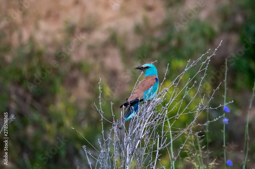 The European roller (Coracias garrulus) is the only member of the roller family of birds to breed in Europe. Its overall range extends into the Middle East, Central Asia and Morocco.