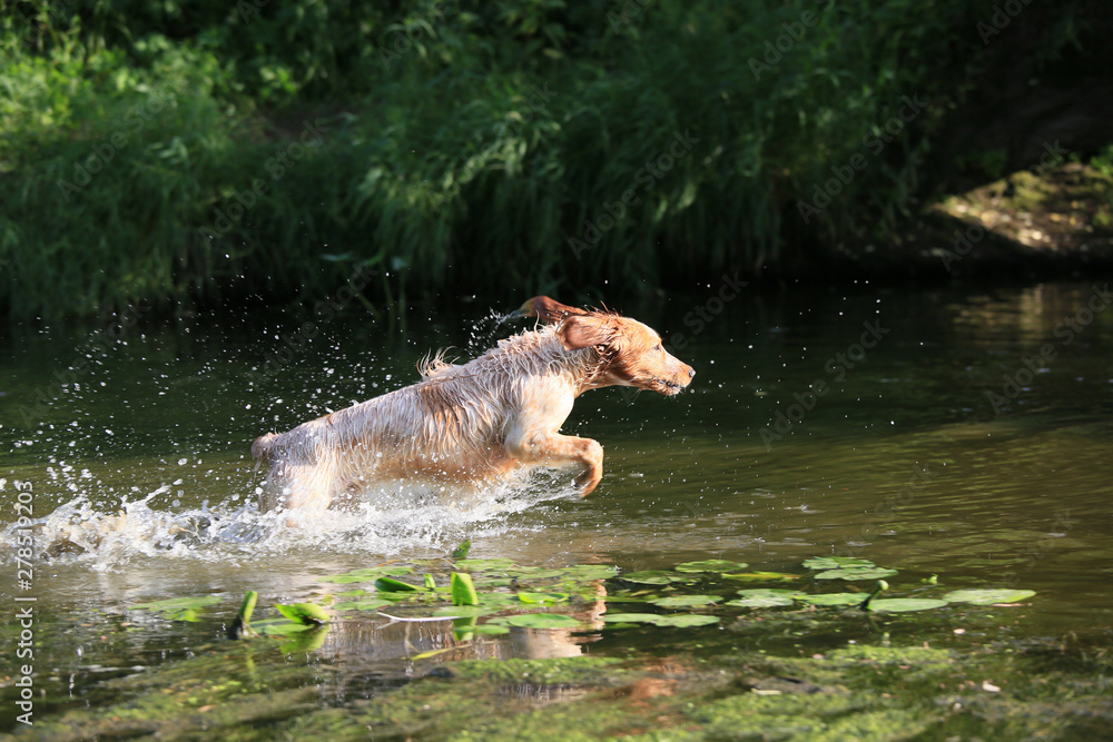 Fototapeta premium Beautiful dog breed Russian hunting spaniel on nature by the river