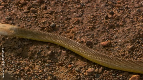 Handheld, close up shot of a eastern brown snake (Pseudonaja textiles) slithering on gravel and sand, the camera steadies to show the rest of the snake's body pass by. photo