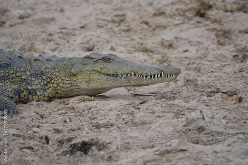 BOTSUANA(Safari, rio Zambeze,animales) photo