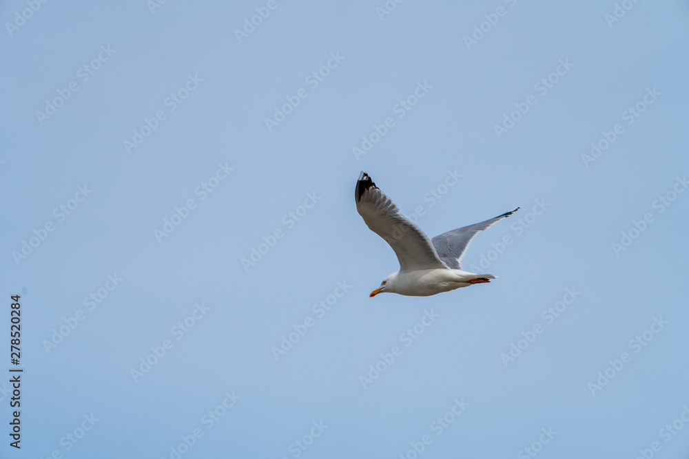 Fototapeta premium Möwe im Flug