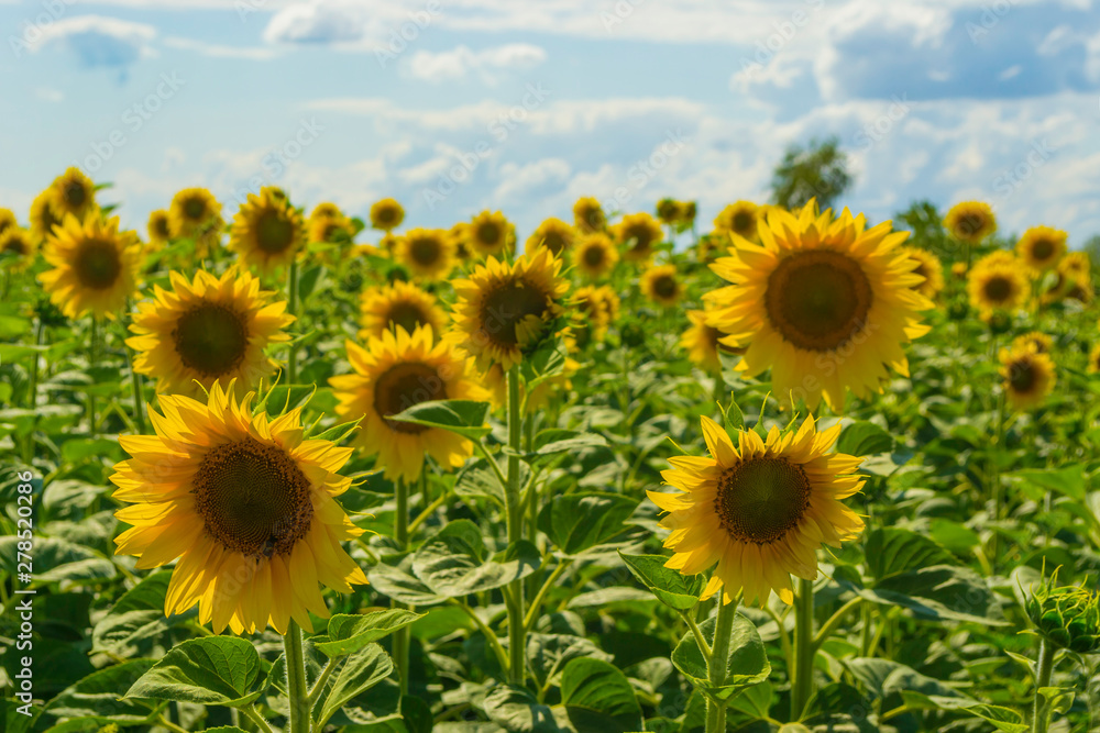A field of sunflowers. Ukraine
