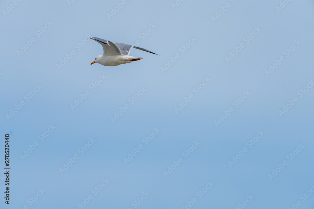 Obraz premium Mewa w locie