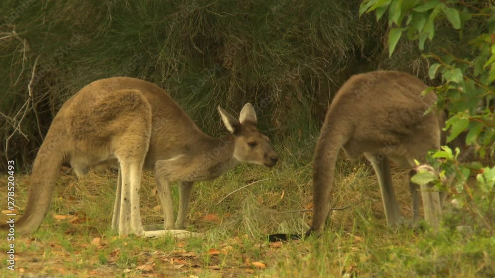 Steady, medium close up shot of two young kangaroos standing in grass. Steady, medium close up shot of two young kangaroos standing in grass.