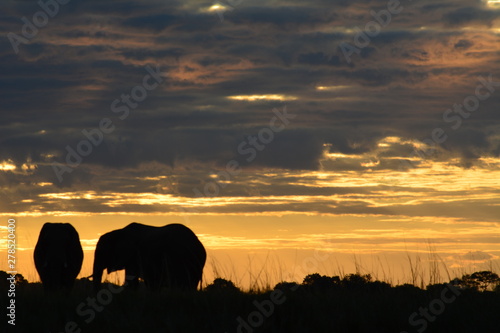 BOTSUANA(Safari, rio Zambeze,animales) photo