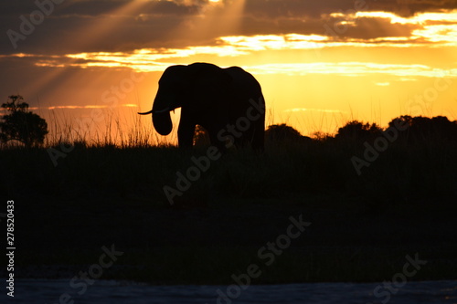 BOTSUANA(Safari, rio Zambeze,animales) photo
