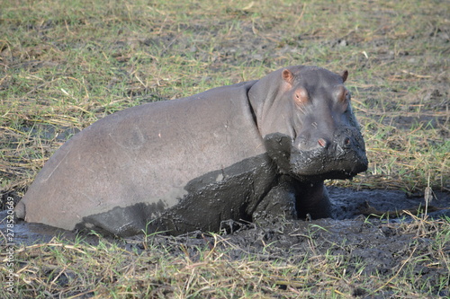 BOTSUANA(Safari, rio Zambeze,animales)