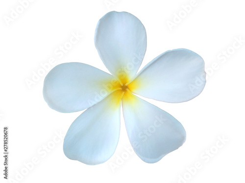 Frangipani Flower or Plumeria Isolated on White Background with clipping path