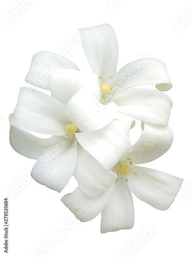 Top view of White flower isolated on white background with clipping path © sarawuth