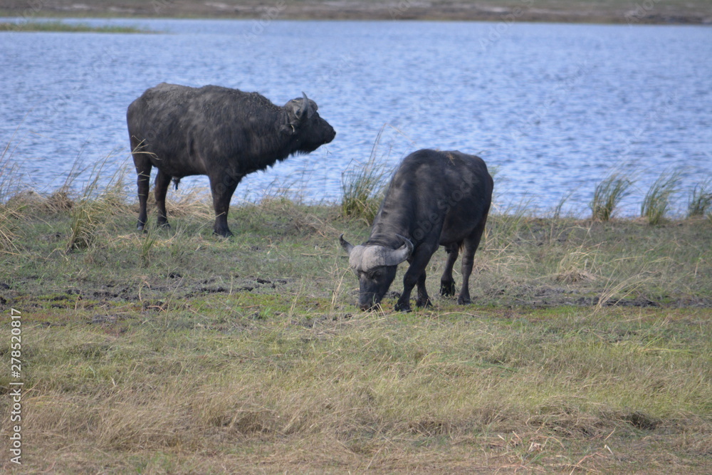 Fototapeta premium BOTSUANA(Safari, rio Zambeze,animales)