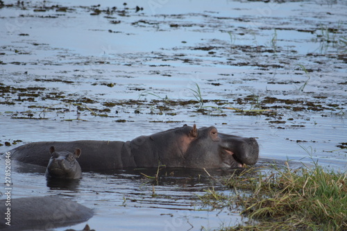 BOTSUANA(Safari, rio Zambeze,animales)