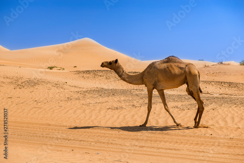 Camel in the desert, camel
