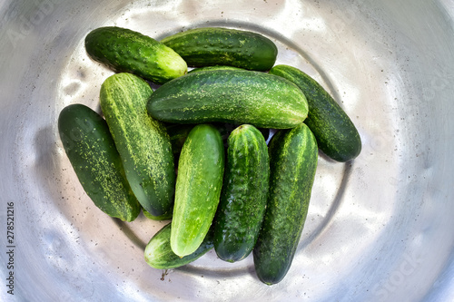 Harvest of cucumbers from the garden, in the old aluminum basin.