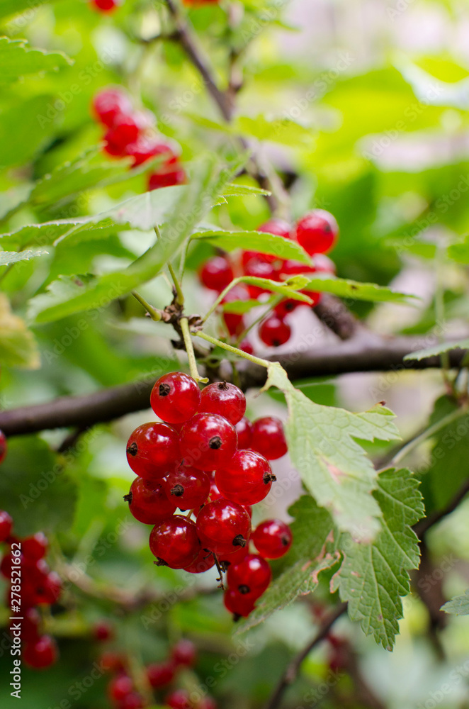 Red current berries close up Red current berries close up