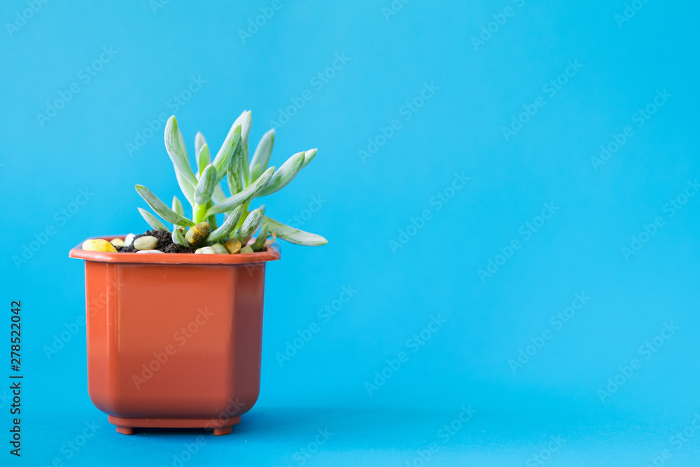 Succulent house plant small sprouts on a blue background Succulent house plant small sprouts on a blue background