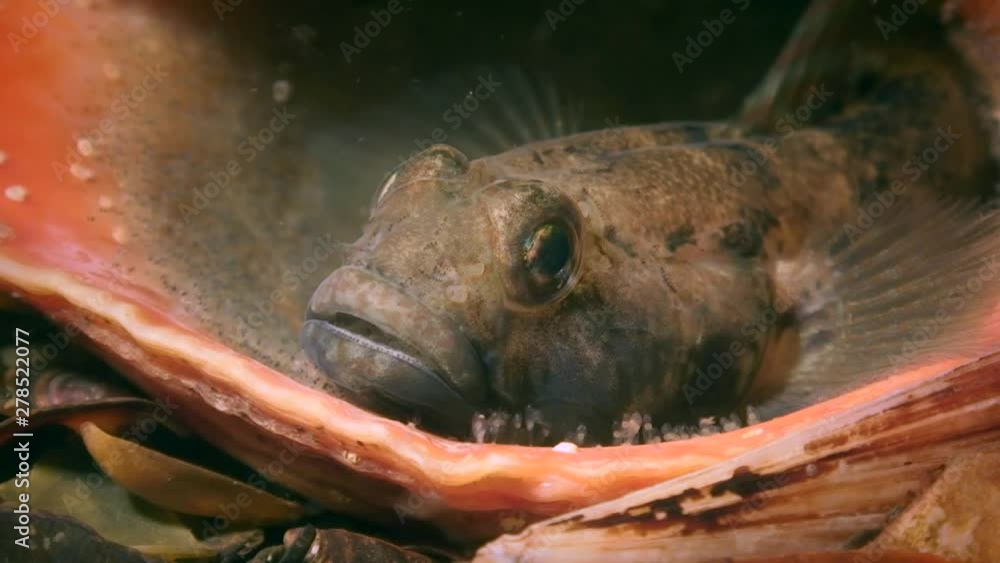 Reproduction of Black goby (Gobius niger): the male made a nest in an empty snail shell. Reproduction of Black goby (Gobius niger): the male made a nest in an empty snail shell.