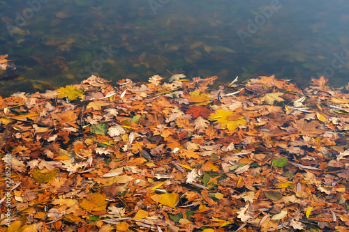 Fototapeta Naklejka Na Ścianę i Meble -  Autumn orange leaves in water. Fallen bright leaves on the water surface. Top view.