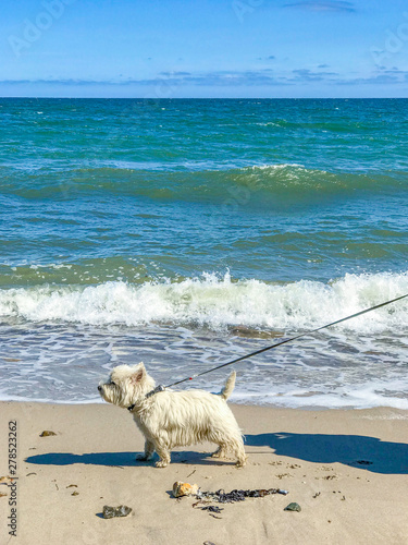 dog on the beach © Angela Rohde