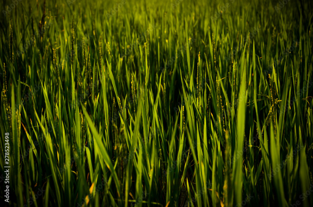 grass in the wind grass in the wind