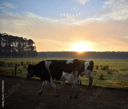 Travail en ferme laitière Australienne photo