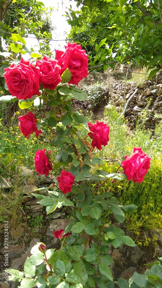 View of Rose flower plant