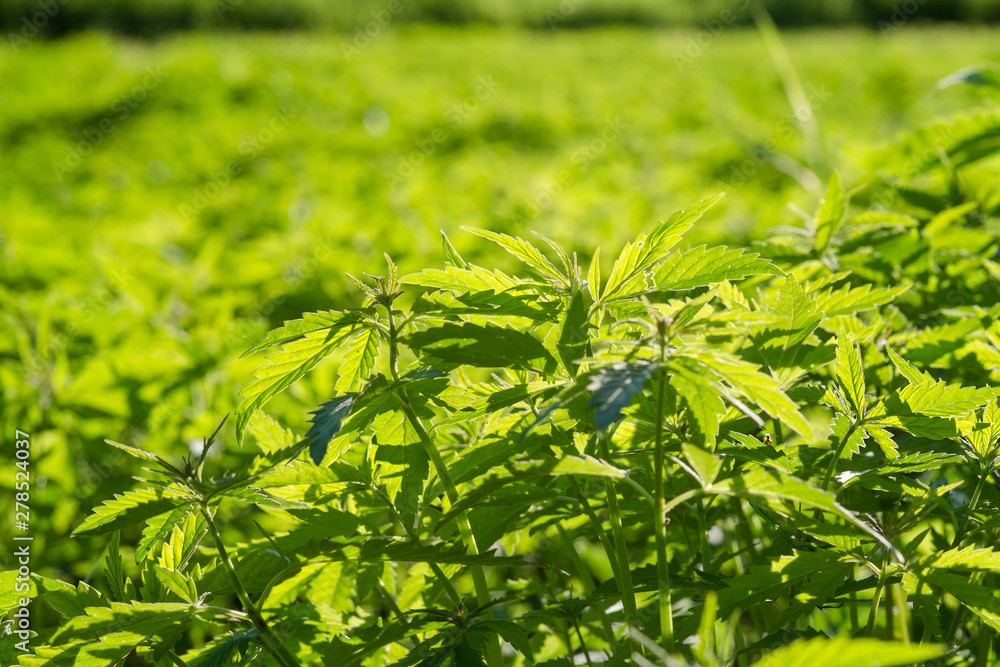 New Industrial hemp plants grow in the field. cannabis sativa New Industrial hemp plants grow in the field. cannabis sativa