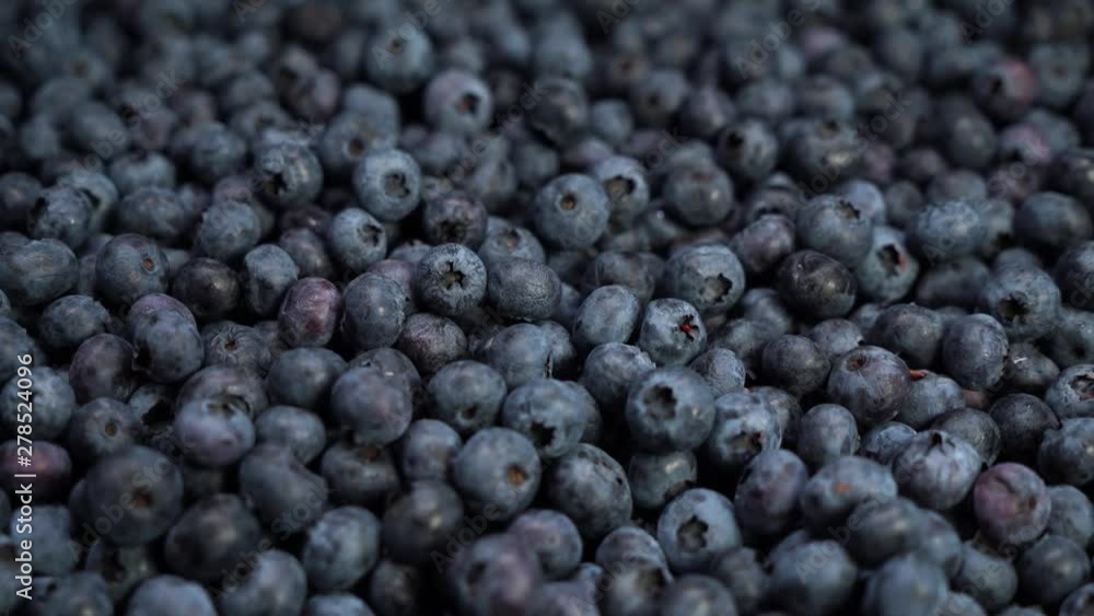 close up shot of fresh blueberries, an excellent fruit to make juice, jam, cakes, pastries. the concept of nature, fresh fruit and blueberries close up shot of fresh blueberries, an excellent fruit to make juice, jam, cakes, pastries. the concept of nature, fresh fruit and blueberries