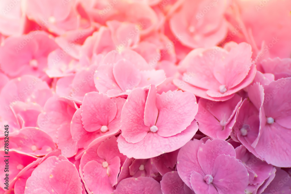 Obraz premium Pink flowers.Pink Hydrangea flower (Hydrangea macrophylla) background.