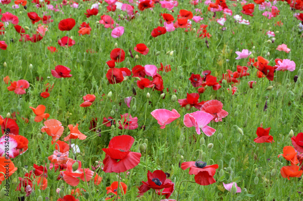 Fototapeta premium ポピー