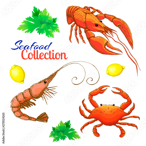 decorative seafood vector set. realistic sketched prawn or shrimp, lobster, crayfish and crab with lemon and bunch of parsley. cartoon vintage prawn, crawfish and crab. Bright shrimp, lobster and crab