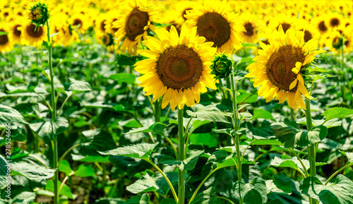 Fototapeta Naklejka Na Ścianę i Meble -  Beautiful sunflowers fields, summer day