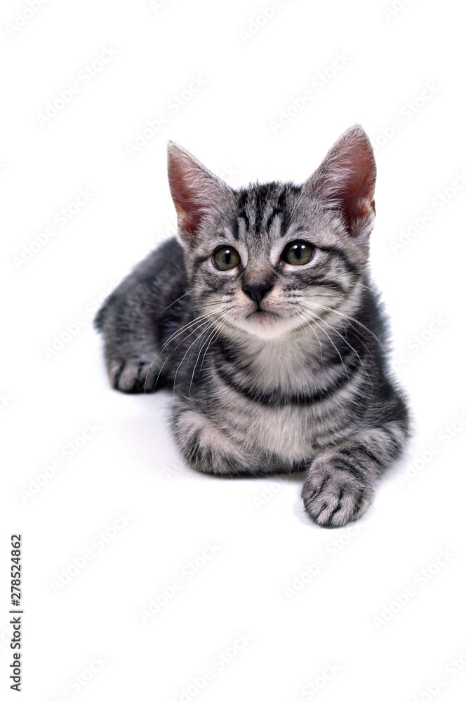 見つめる子猫 見つめる子猫