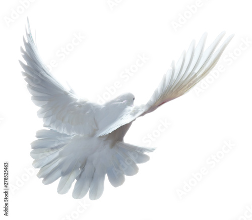 free flying white dove isolated on a white background