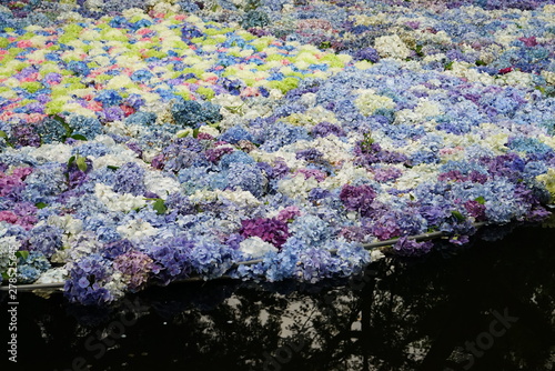 水に浮かぶ紫陽花