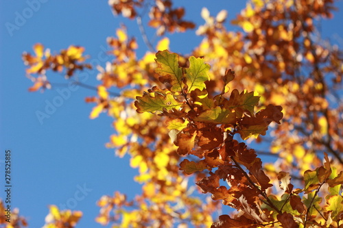 Looking up at clear blue sky thru crisp orange and brown autumn leaves