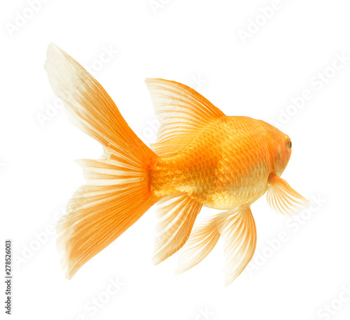 gold fish