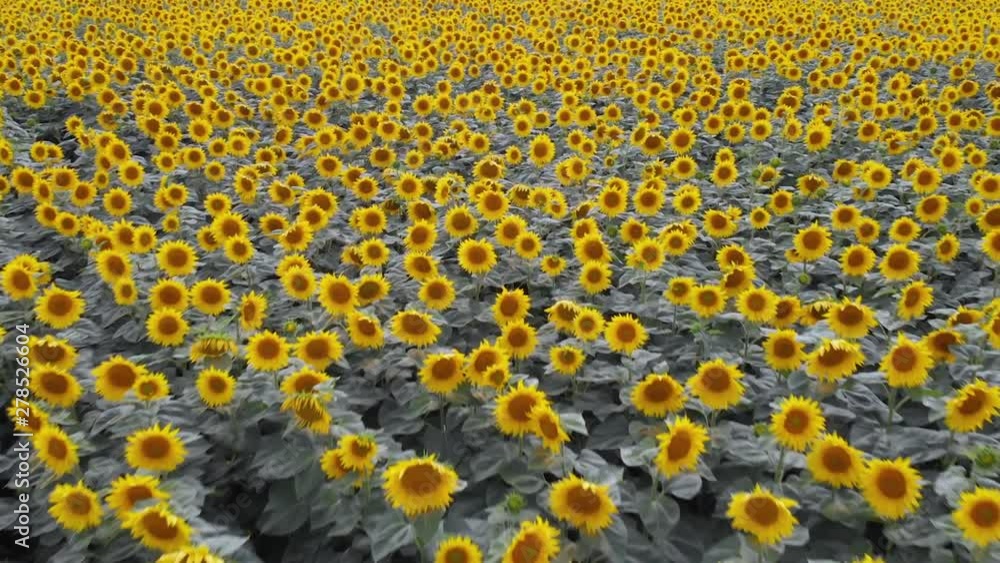 Top view of a field with sunflowers turned toward the sun Top view of a field with sunflowers turned toward the sun
