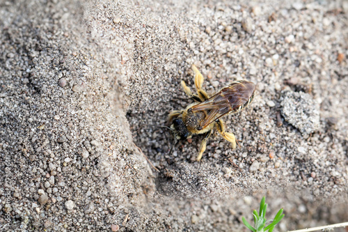 eine Wild Biene am Eingang zum Erdbau