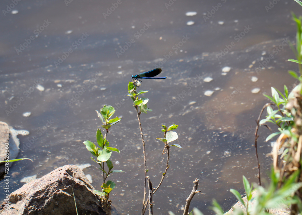 Naklejka premium Gebänderte Prachtlibelle (Calopteryx splendens)