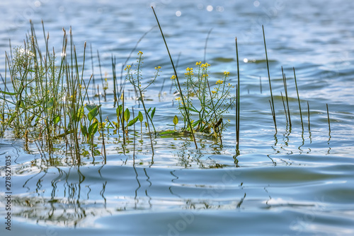 Billede på lærred water flowers yellow lake waves