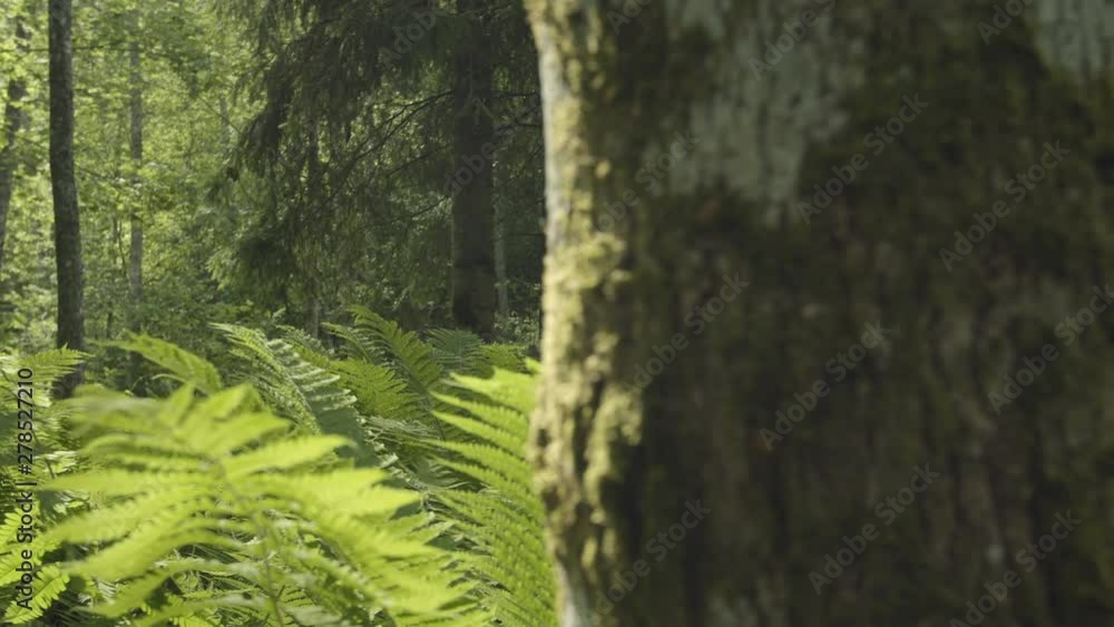 Day to night transition in forest Day to night transition in forest