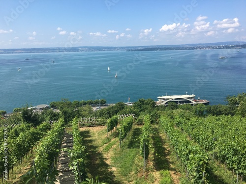 Weinberg am Bodensee in Meersburg