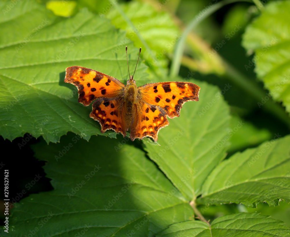 Obraz premium C-Falter auf einem Blatt