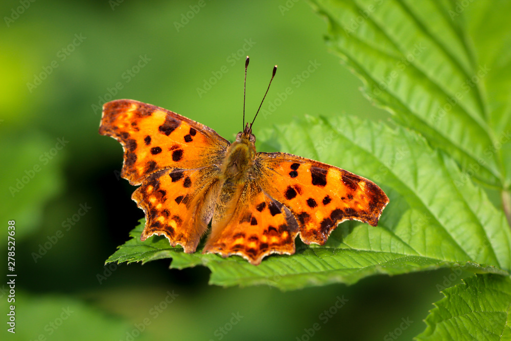 C-Falter auf einem Blatt C-Falter auf einem Blatt